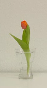 t-glas